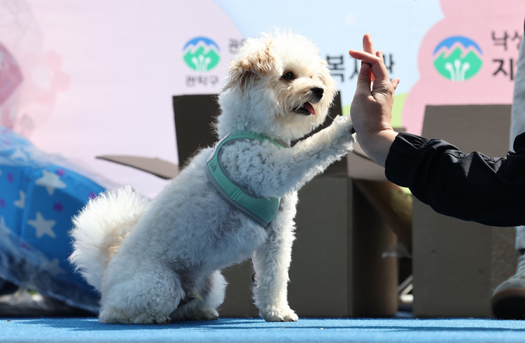 [펫 시장 개화(上)] "사람 대신 반려동물"…펫 시장, MZ세대 발판 '폭풍성장'